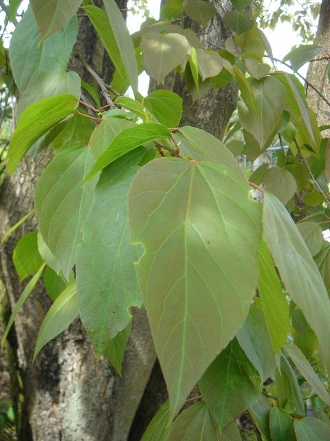 Poliothyrsis sinensis